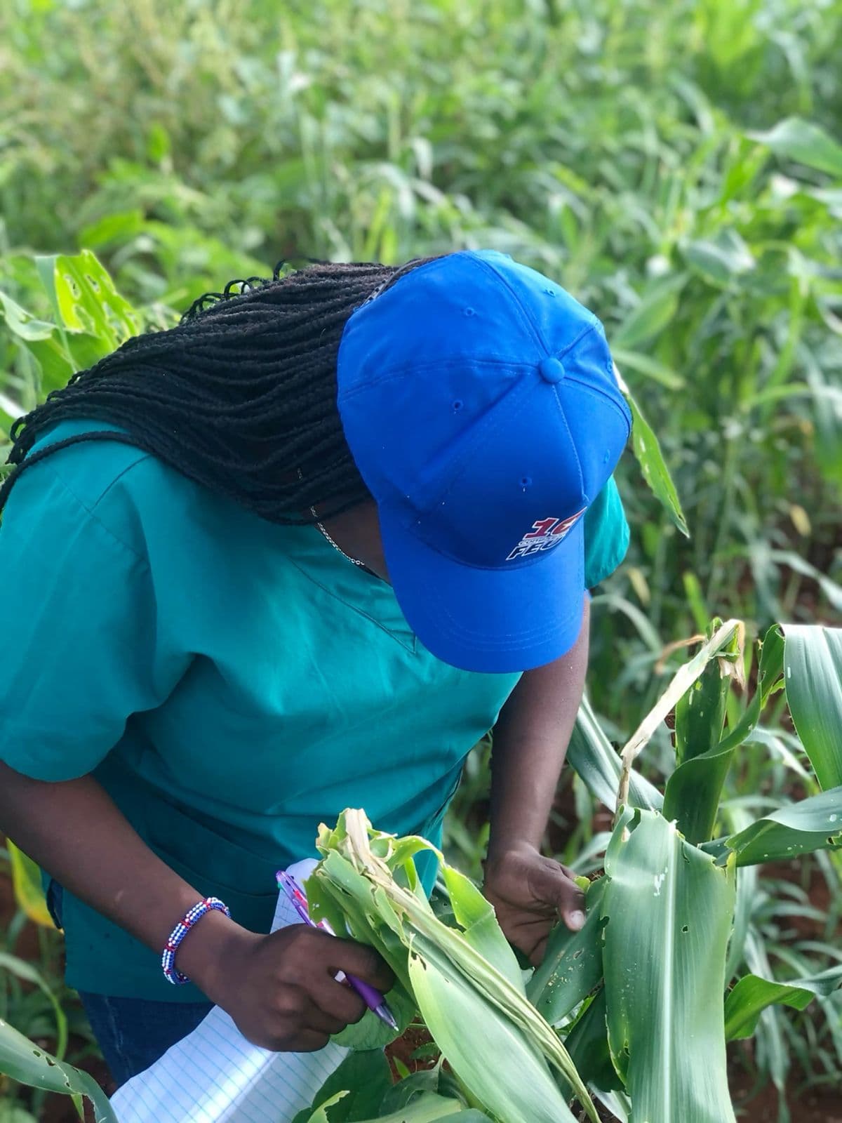 A farmer inspecting a maize leaf for pest damage
