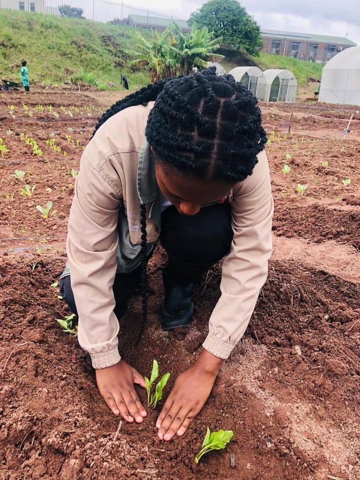 A farmer's hands planting seedlings in the soil